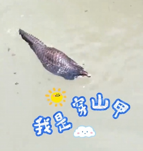 转发这条鲮鲤!货车司机救下的“胖宝宝”,是国家一级保护动物! 转发这条鲮鲤!货车司机救下的“胖宝宝”,是国家一级保护动物!