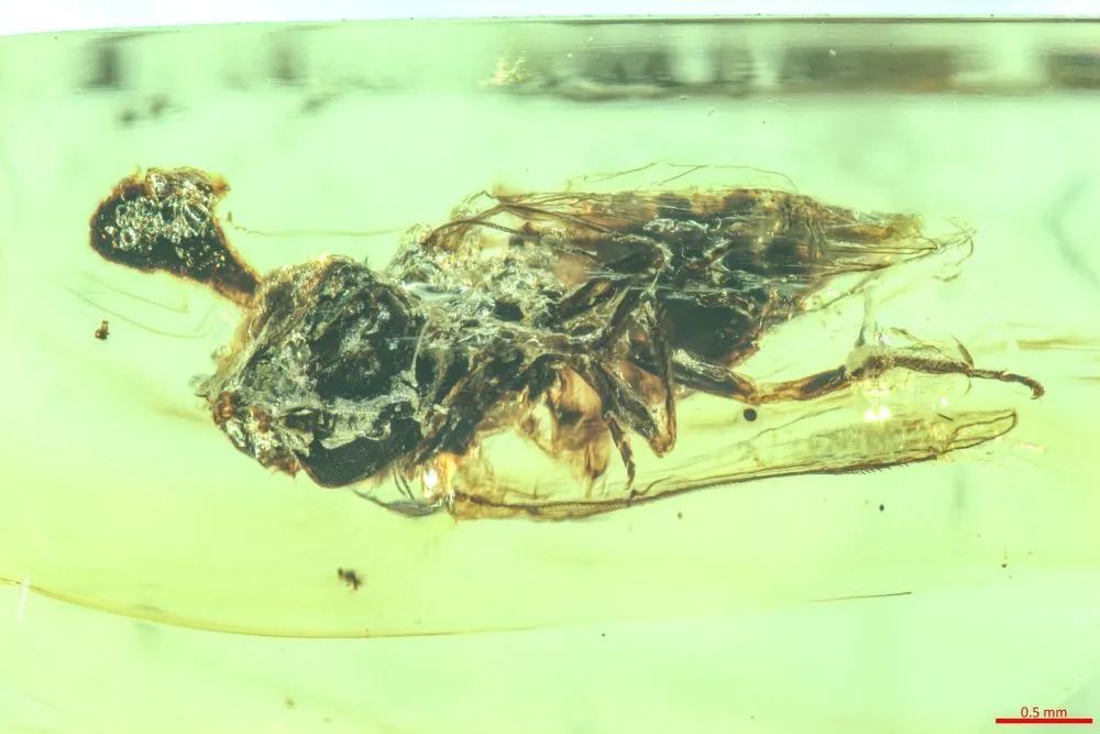 约1亿年前“僵尸昆虫”被发现! 约1亿年前“僵尸昆虫”被发现!