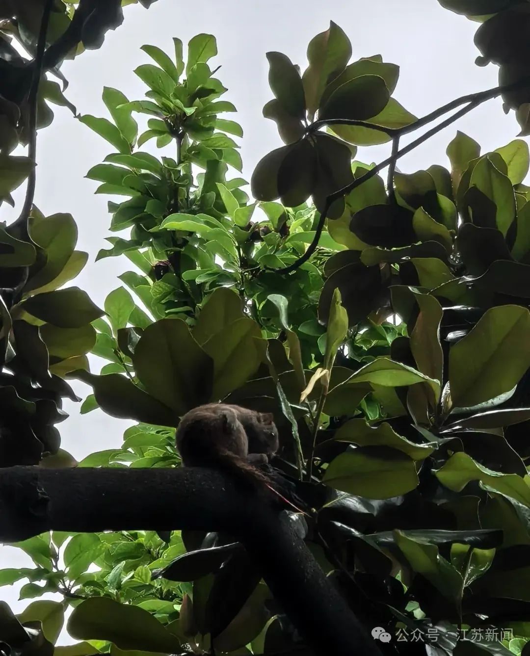 陈某（男，46岁）粗暴拽断松鼠尾巴！官方发布通报