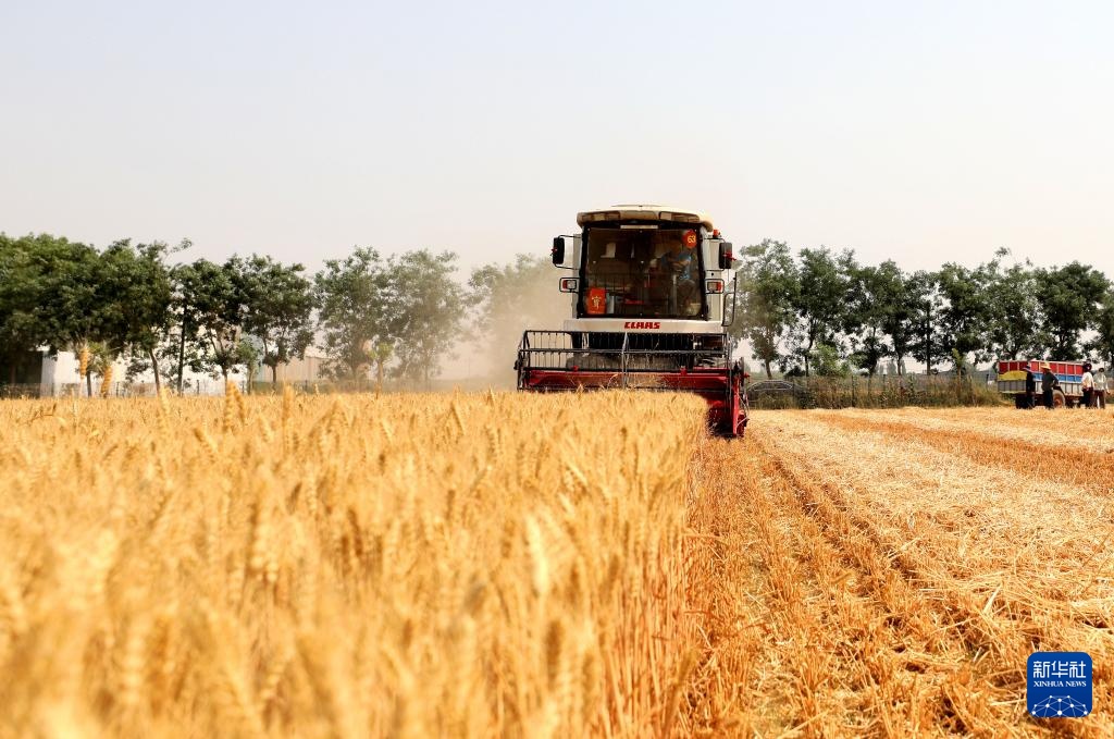 河北隆尧:小麦抢收忙 河北隆尧:小麦抢收忙
