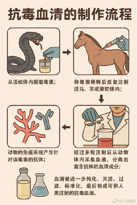 被蛇咬了,真正的救命法宝居然是马血? 被蛇咬了,真正的救命法宝居然是马血?
