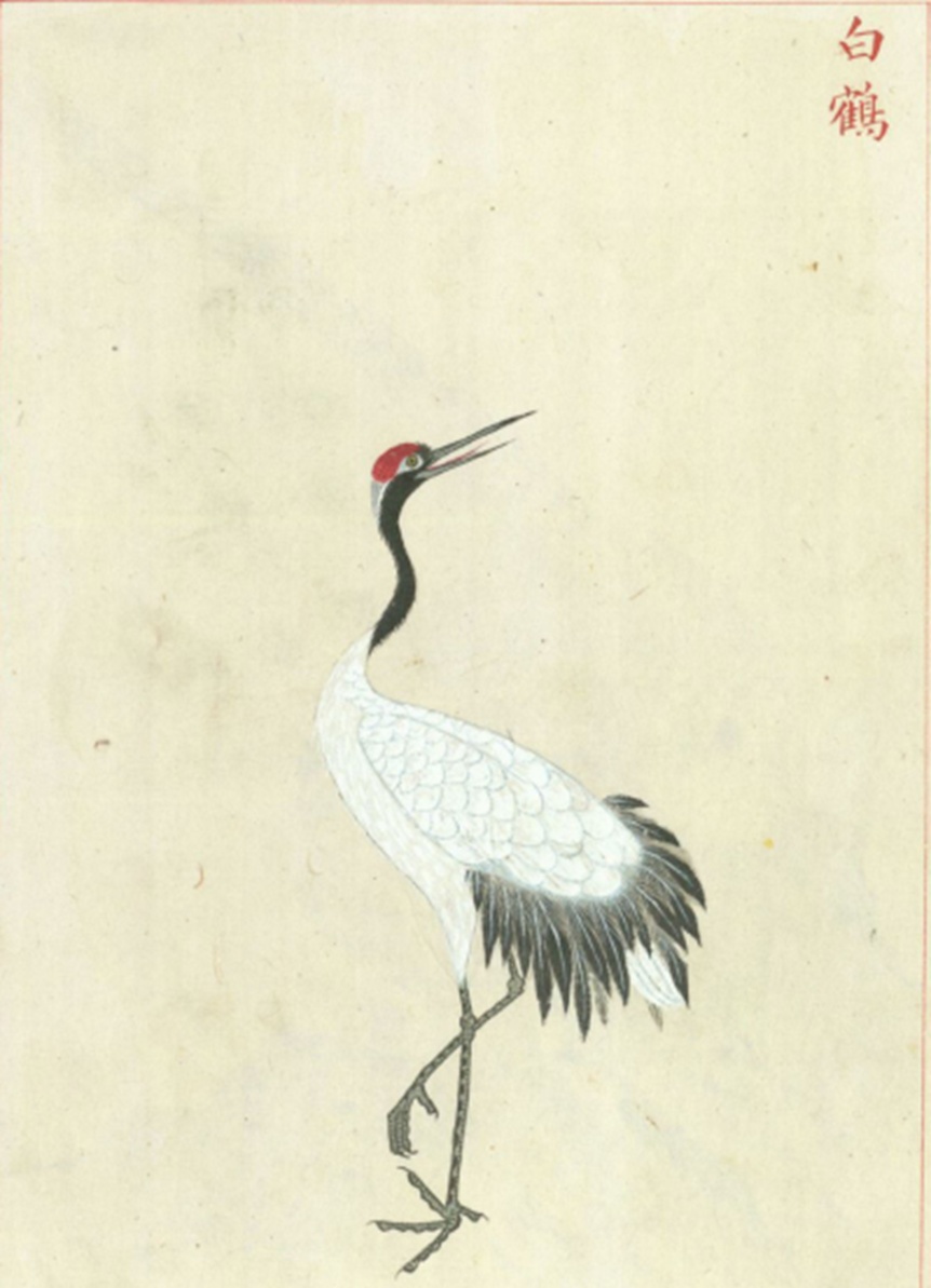 动物园中孤鹤与猛虎对峙,它为什么能这么勇? 动物园中孤鹤与猛虎对峙,它为什么能这么勇?