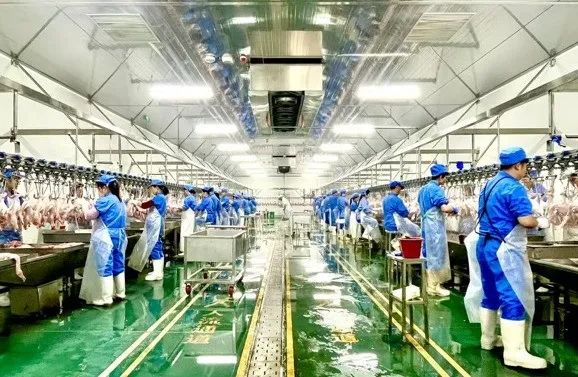 为什么一只活鸭上百元，一只烤鸭只要25元？