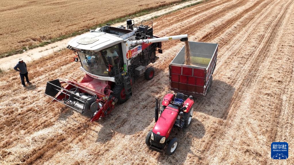 河北隆尧:小麦抢收忙 河北隆尧:小麦抢收忙