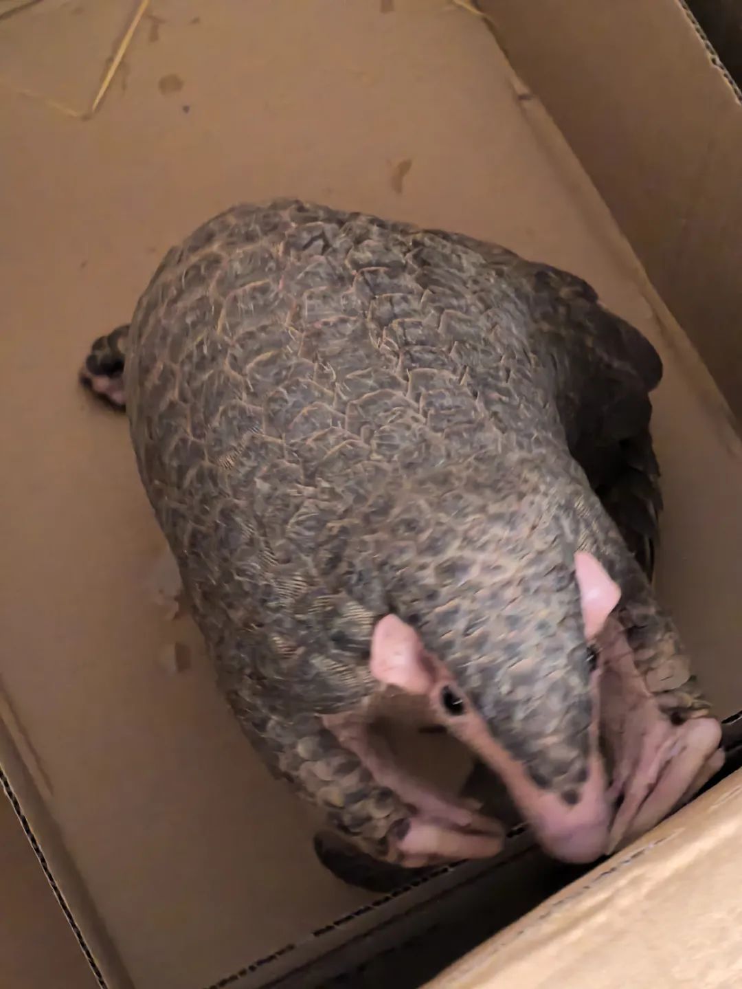 转发这条鲮鲤!货车司机救下的“胖宝宝”,是国家一级保护动物! 转发这条鲮鲤!货车司机救下的“胖宝宝”,是国家一级保护动物!