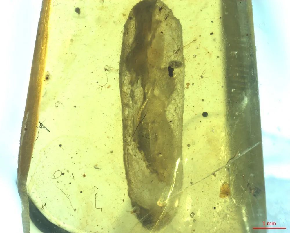 约1亿年前“僵尸昆虫”被发现! 约1亿年前“僵尸昆虫”被发现!