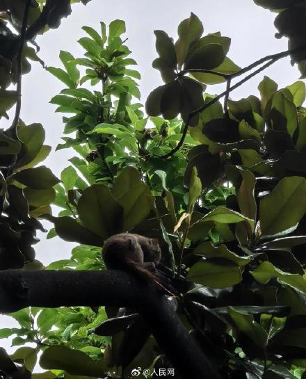 西湖通报松鼠尾部断裂事件：依法严肃处理