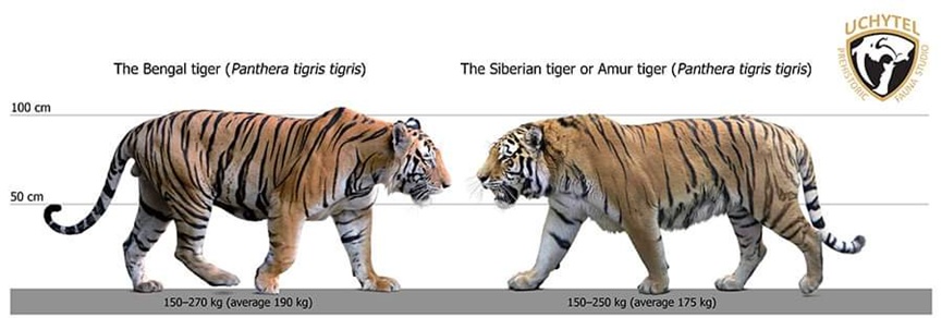 动物园中孤鹤与猛虎对峙,它为什么能这么勇? 动物园中孤鹤与猛虎对峙,它为什么能这么勇?