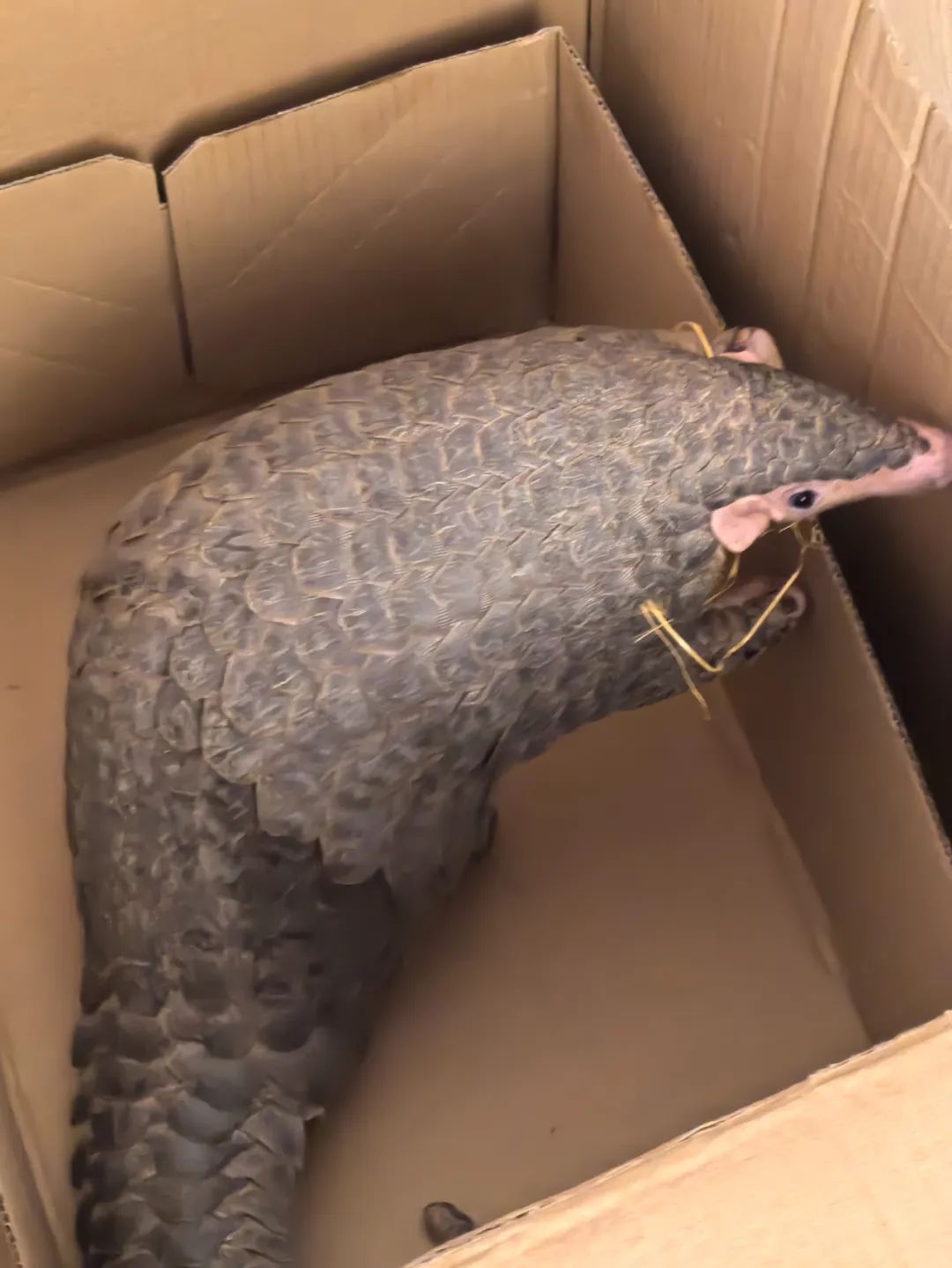 转发这条鲮鲤!货车司机救下的“胖宝宝”,是国家一级保护动物! 转发这条鲮鲤!货车司机救下的“胖宝宝”,是国家一级保护动物!