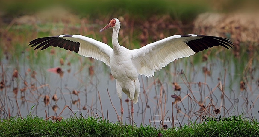 动物园中孤鹤与猛虎对峙,它为什么能这么勇? 动物园中孤鹤与猛虎对峙,它为什么能这么勇?