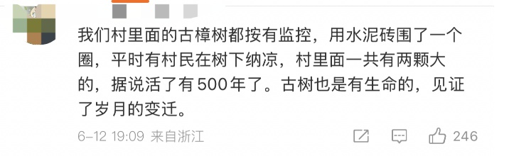 近400岁古树“暴毙”后，老板前来询购……真相让人愤怒！