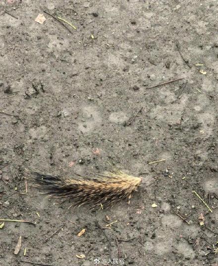 西湖通报松鼠尾部断裂事件：依法严肃处理