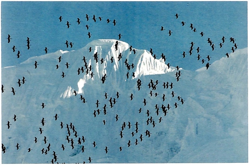 动物园中孤鹤与猛虎对峙,它为什么能这么勇? 动物园中孤鹤与猛虎对峙,它为什么能这么勇?