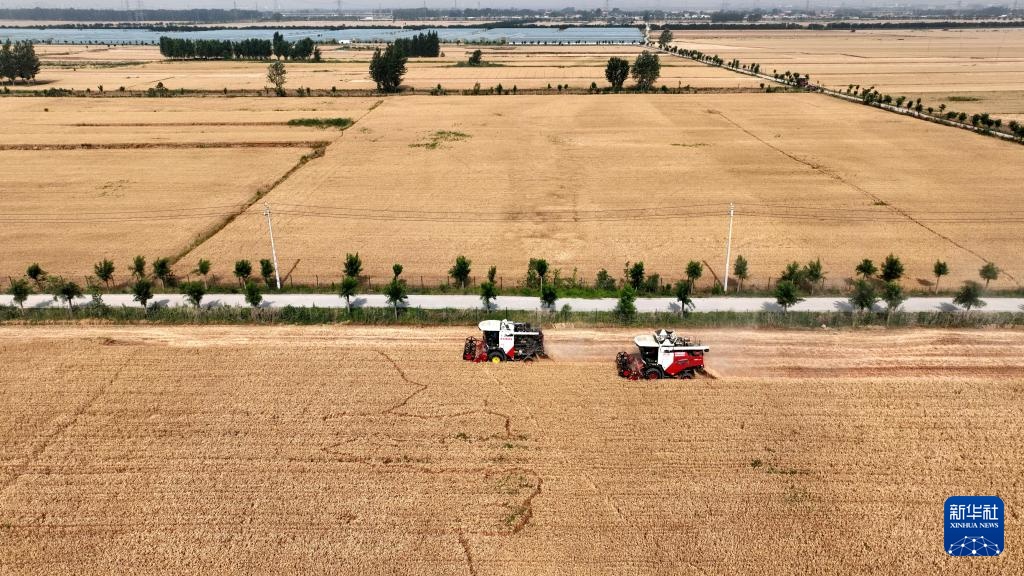 河北隆尧:小麦抢收忙 河北隆尧:小麦抢收忙