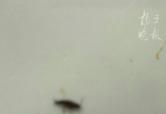 男子丢蟑螂敲诈海底捞,自己报警索赔十倍被刑拘!曾多次前往地下浴场抓蟑螂 男子丢蟑螂敲诈海底捞,自己报警索赔十倍被刑拘!曾多次前往地下浴场抓蟑螂