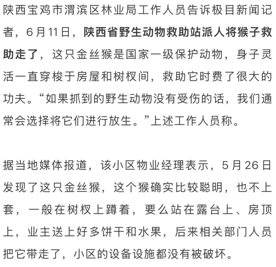 野生金丝猴闯入宝鸡一小区“做客”半个月,被投喂成团宠,当地林业局:已救助 野生金丝猴闯入宝鸡一小区“做客”半个月,被投喂成团宠,当地林业局:已救助