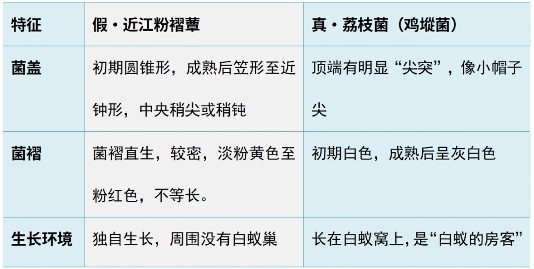 如何辨别真假“岭南菌王”？误食严重者会致死