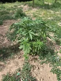 晨间遛狗惊现“毒株”，市民这一举动亮了！