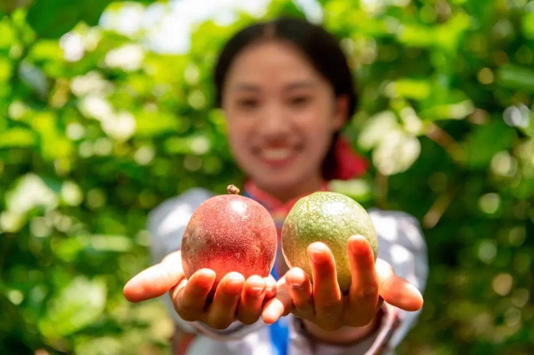 《长安的荔枝》越看越馋？快来解锁贵州夏季水果图鉴，实现“水果自由”！