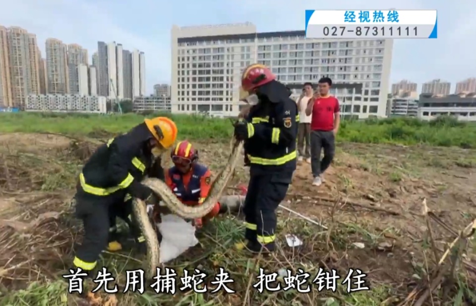 头皮发麻！工地惊现大蟒蛇，长2.3米重40斤
