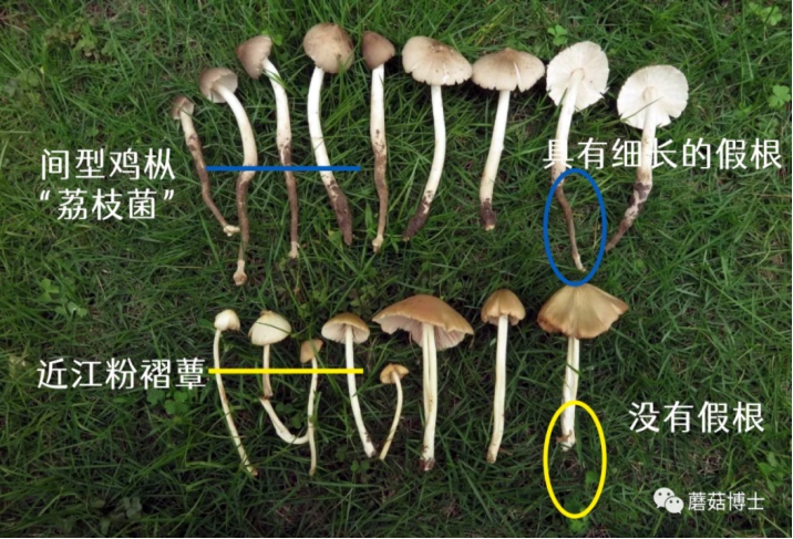如何辨别真假“岭南菌王”？误食严重者会致死