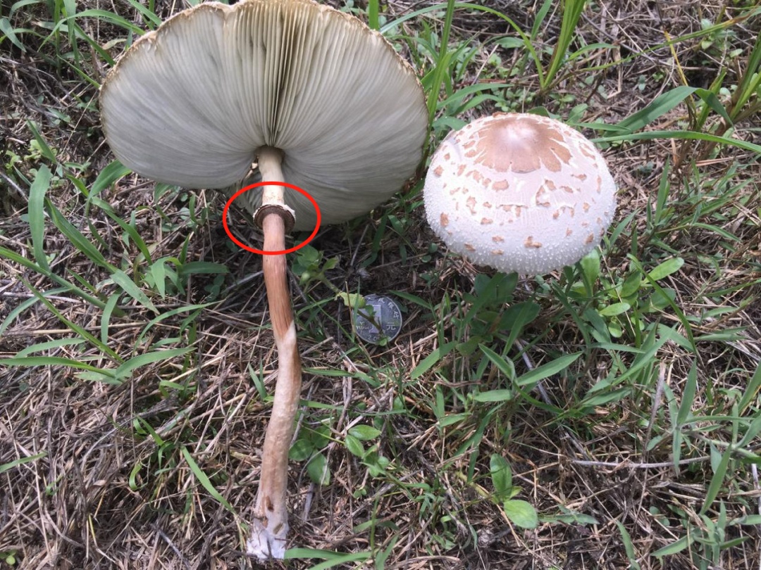 千万别吃，尚无特效药！湖北疾控紧急提醒