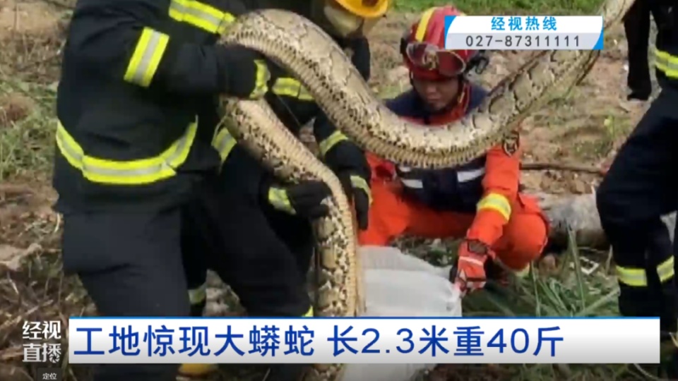 头皮发麻！工地惊现大蟒蛇，长2.3米重40斤