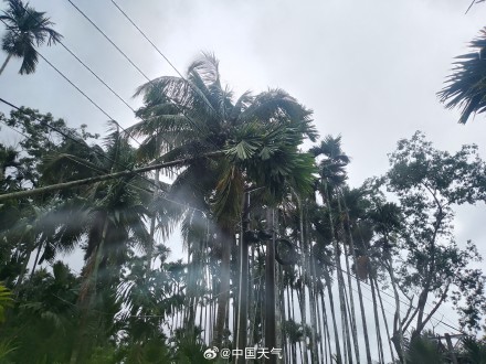 特大暴雨+10级大风!五指山遭台风“蝴蝶”袭击 高压线倒伏多村断电 特大暴雨+10级大风!五指山遭台风“蝴蝶”袭击 高压线倒伏多村断电