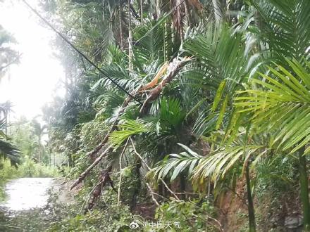 特大暴雨+10级大风!五指山遭台风“蝴蝶”袭击 高压线倒伏多村断电 特大暴雨+10级大风!五指山遭台风“蝴蝶”袭击 高压线倒伏多村断电