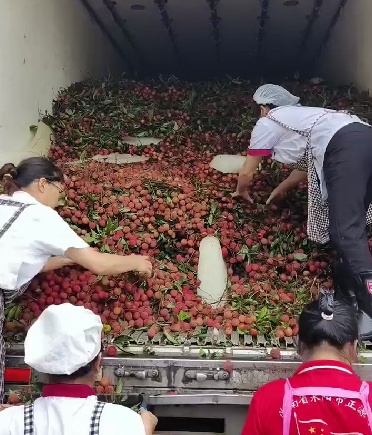 慕了!湖南一学校从广东买1万多公斤荔枝给师生,校方:怕学生吃了上火,分三天发 慕了!湖南一学校从广东买1万多公斤荔枝给师生,校方:怕学生吃了上火,分三天发