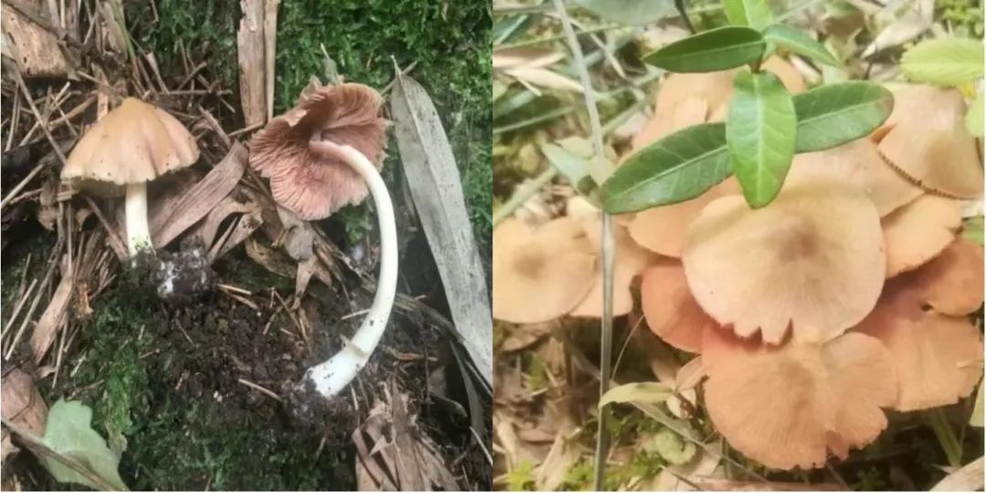 如何辨别真假“岭南菌王”？误食严重者会致死