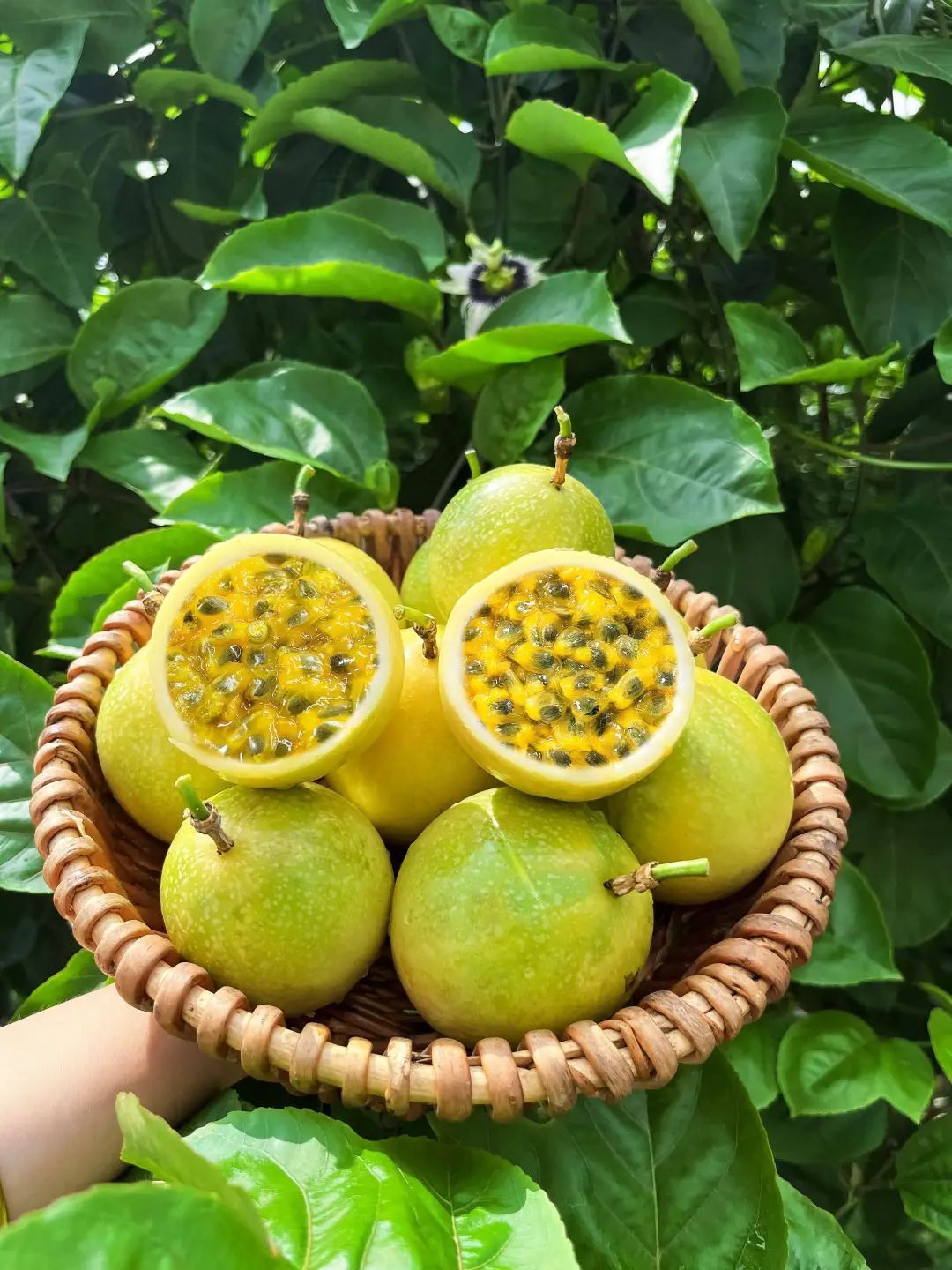 《长安的荔枝》越看越馋？快来解锁贵州夏季水果图鉴，实现“水果自由”！