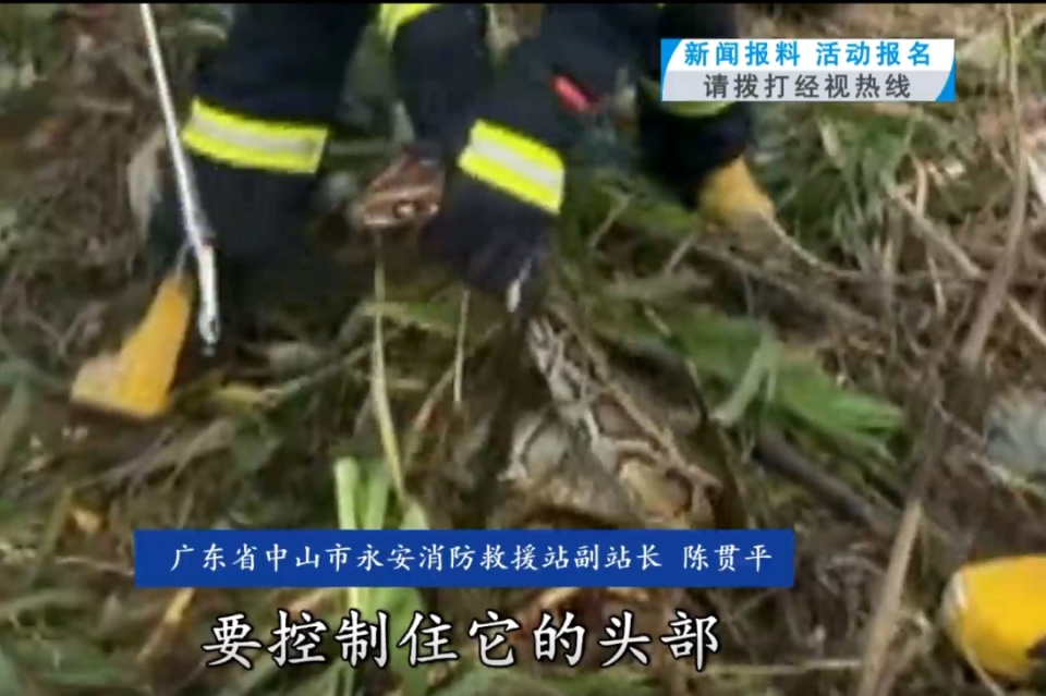 头皮发麻！工地惊现大蟒蛇，长2.3米重40斤