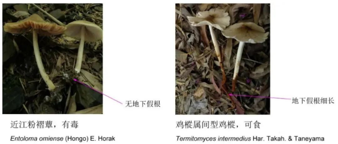 如何辨别真假“岭南菌王”？误食严重者会致死