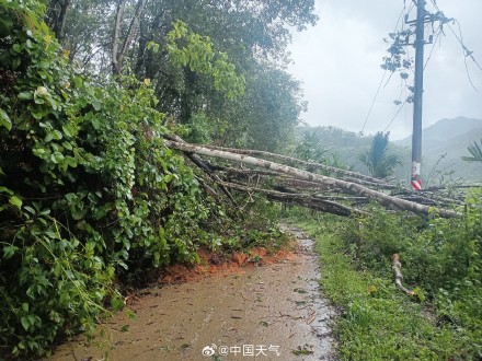 特大暴雨+10级大风!五指山遭台风“蝴蝶”袭击 高压线倒伏多村断电 特大暴雨+10级大风!五指山遭台风“蝴蝶”袭击 高压线倒伏多村断电