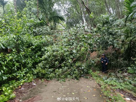 特大暴雨+10级大风!五指山遭台风“蝴蝶”袭击 高压线倒伏多村断电 特大暴雨+10级大风!五指山遭台风“蝴蝶”袭击 高压线倒伏多村断电