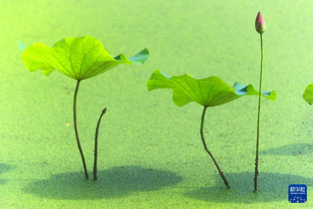 夏日荷韵 夏日荷韵