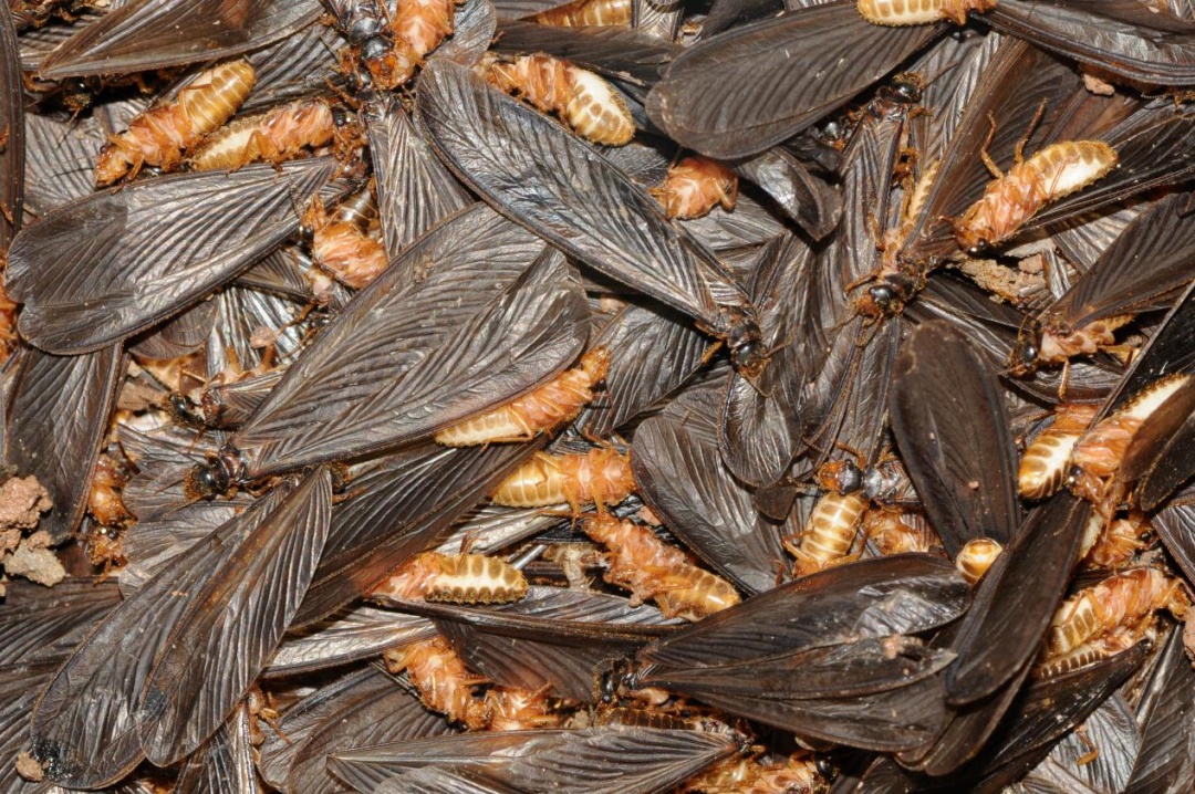 关窗！关窗！入梅后大量出现