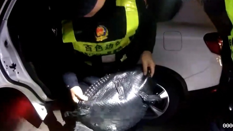 598张!铺满地!广西边境查获一批走私鳄鱼皮 598张!铺满地!广西边境查获一批走私鳄鱼皮