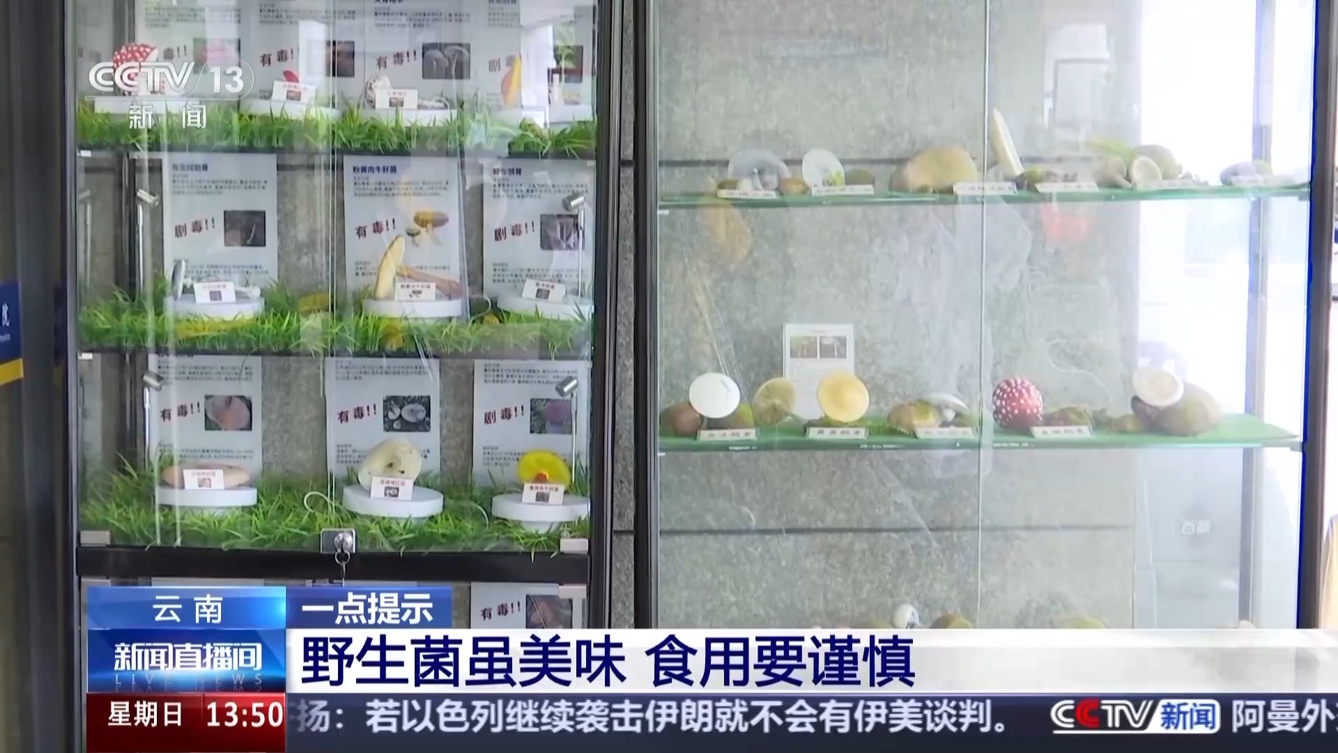 野生菌尝鲜季到啦 不想“躺板板”赶紧收藏这份指南