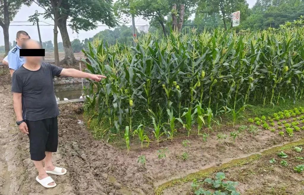 海宁羊阿姨辛苦种的生菜一夜之间全没了,警方:抓! 海宁羊阿姨辛苦种的生菜一夜之间全没了,警方:抓!