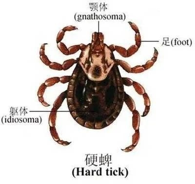 夺命“黑虫”出没,爬山逛公园要小心 夺命“黑虫”出没,爬山逛公园要小心