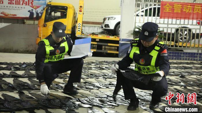 广西边境警方查获598张走私鳄鱼皮制品 广西边境警方查获598张走私鳄鱼皮制品