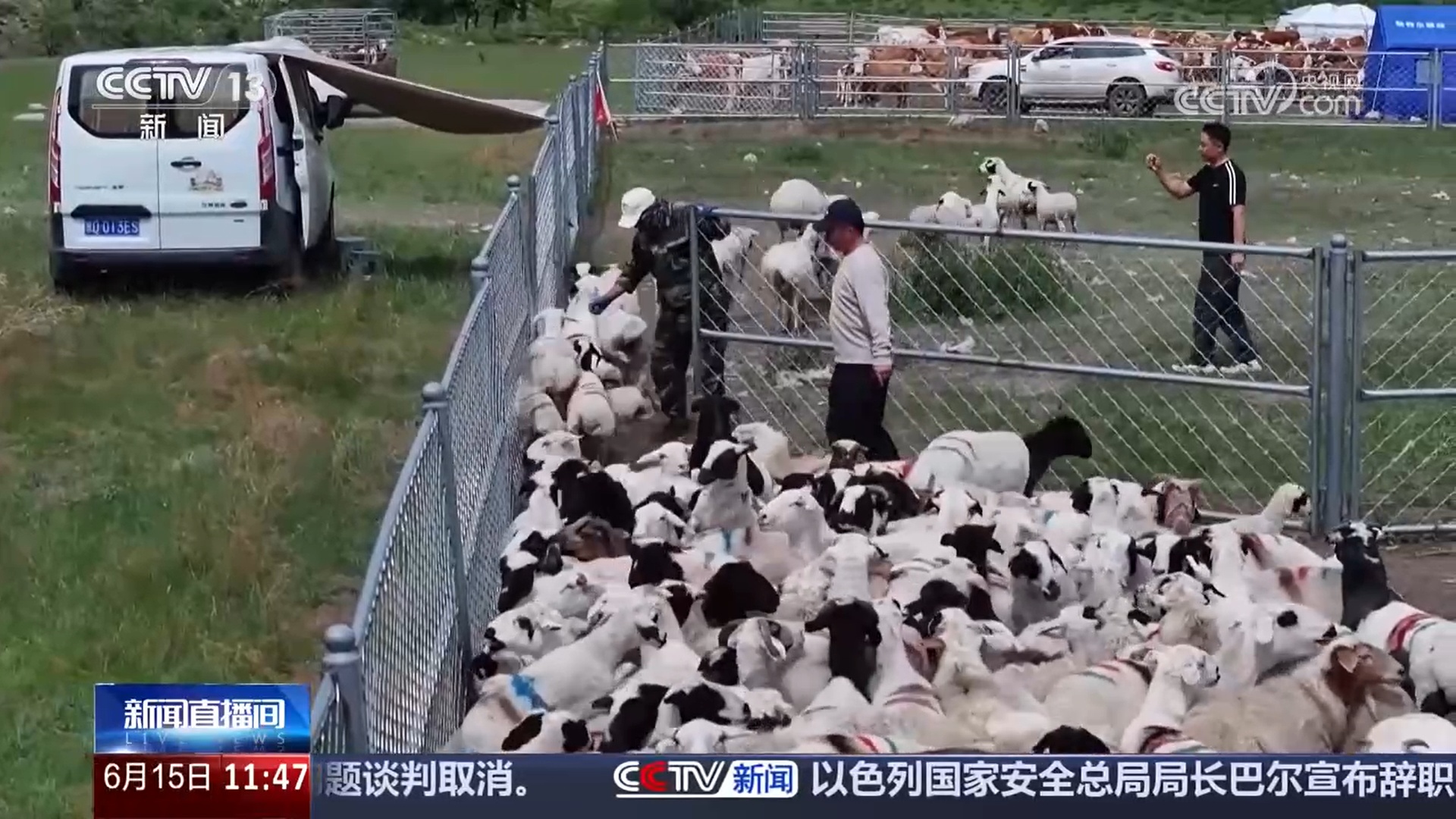 记录草原牧民的夏季转场路 感受人、畜与草原的和谐共生 记录草原牧民的夏季转场路 感受人、畜与草原的和谐共生