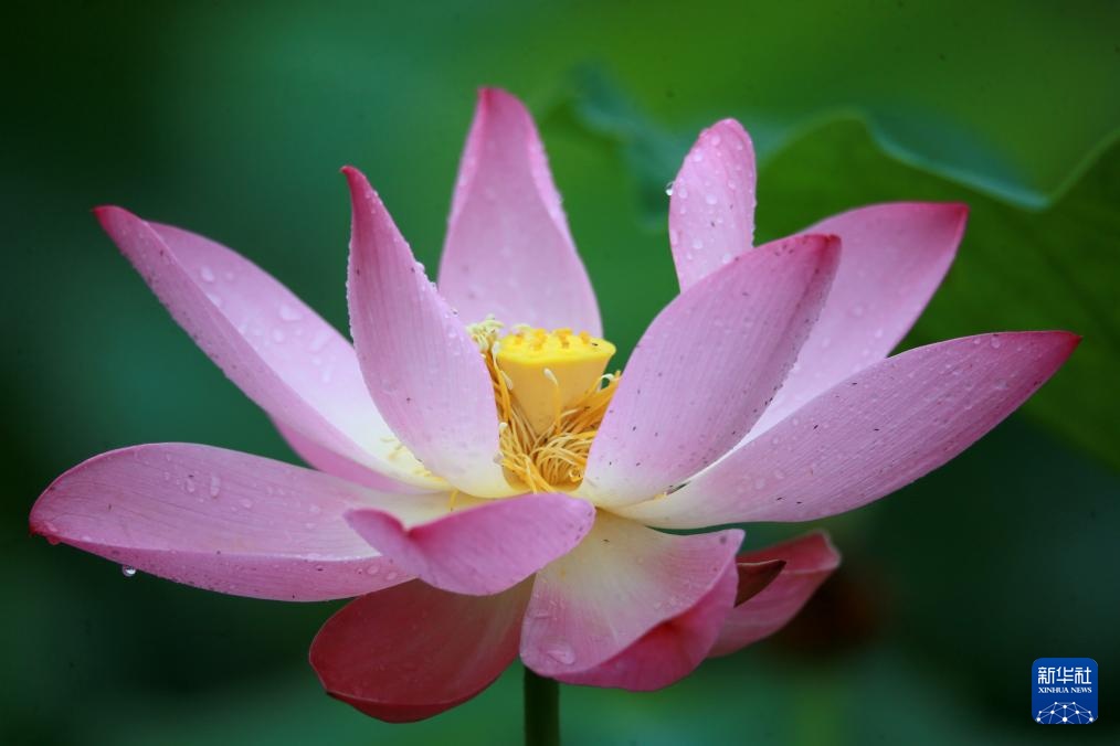 夏日荷韵 夏日荷韵