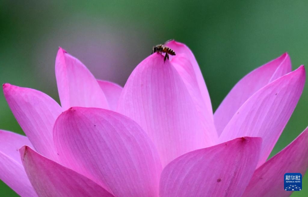 夏日荷韵 夏日荷韵