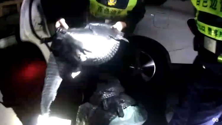 598张!铺满地!广西边境查获一批走私鳄鱼皮 598张!铺满地!广西边境查获一批走私鳄鱼皮