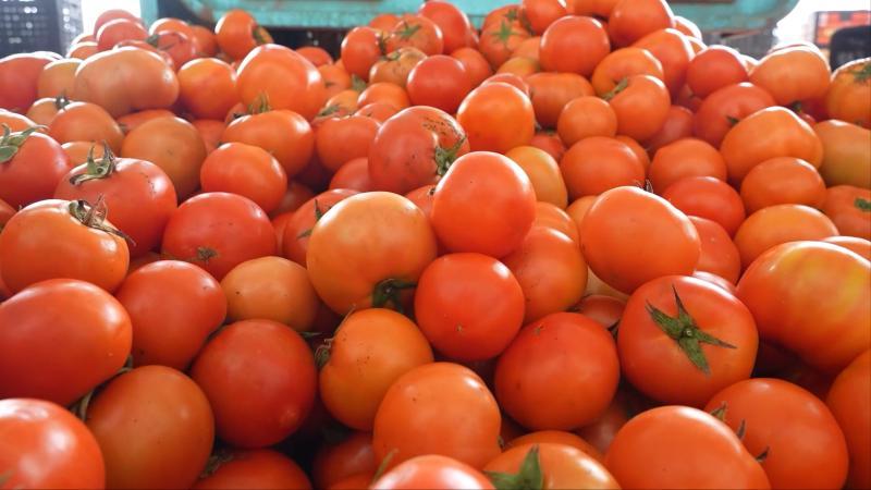 江西于都:富硒西红柿集中采收 精深加工延伸产业链 江西于都:富硒西红柿集中采收 精深加工延伸产业链