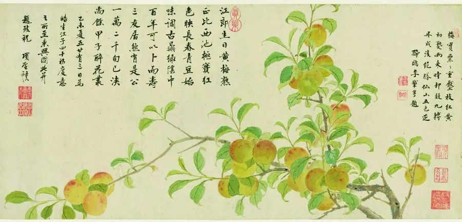 一颗青梅过夏天