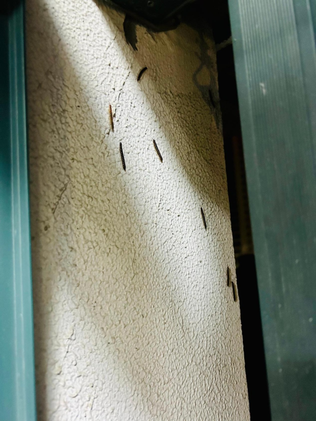 臭！浙江人家里已被“入侵”，墙壁窗户全是，根本“杀”不完……